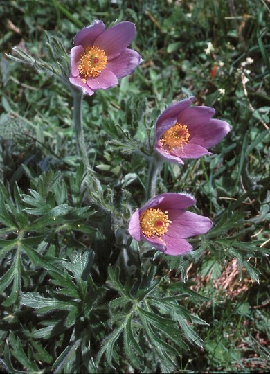 Pulsatilla halleri / Pulsatilla di Haller